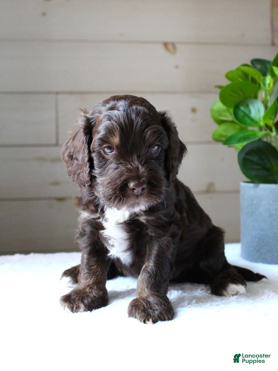 Cockapoo dogs for sale: Oliver - Ad 2