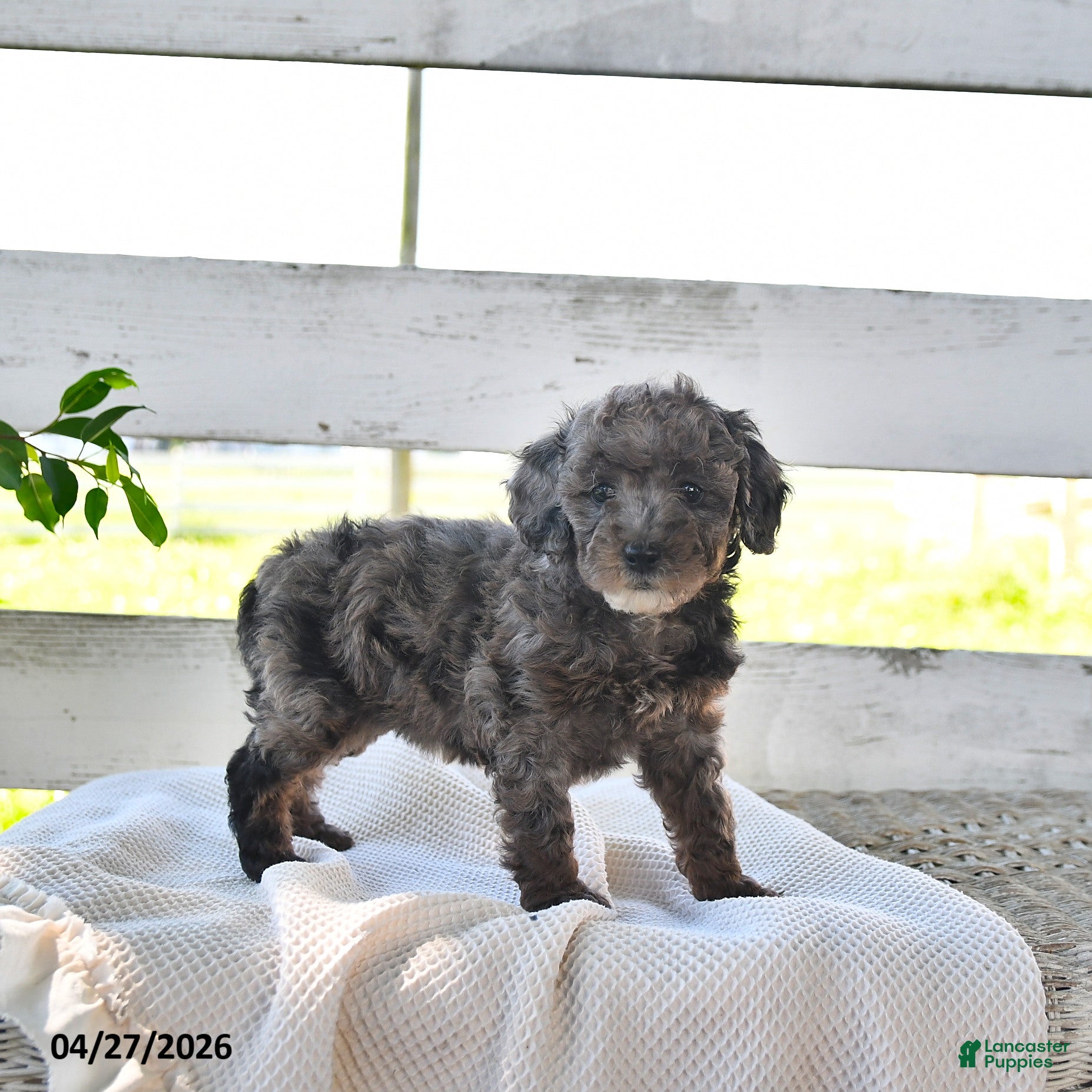 Miniature Poodle dogs for sale: Bertha - Ad 4