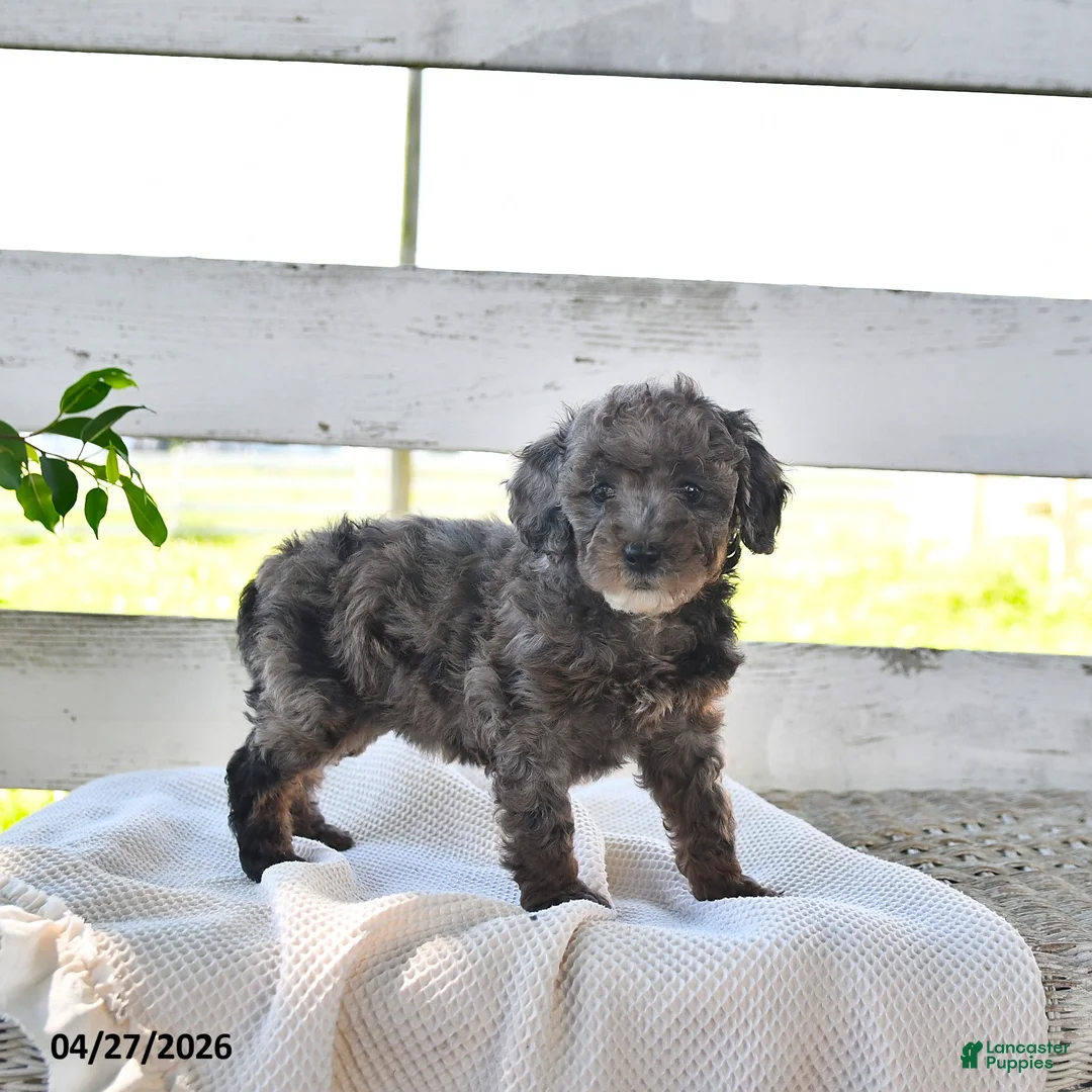 Miniature Poodle dogs for sale: Bertha - Ad 1
