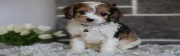 Cavapoo dogs for sale: Aspen - Ad 6