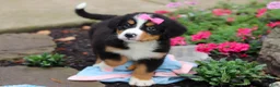 Bernese Mountain Dog dogs for sale: Charlotte - Ad 10
