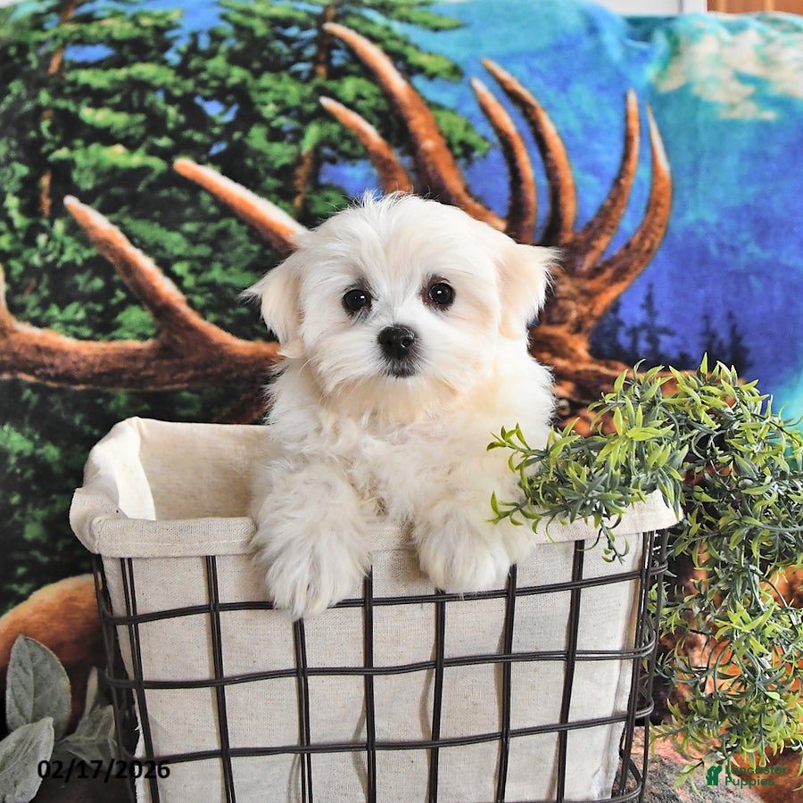 Maltese dogs Addison - Ad 2