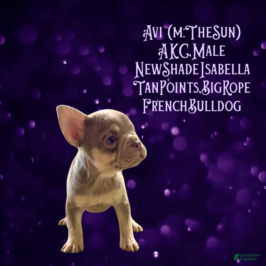French Bulldog dogs for sale: Avi (mng: Light) - Ad 13