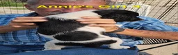 Brittany Spaniel dogs for sale: AKC/UKC French Brittany Annie's Girl 4 - Ad 8