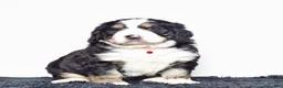 Bernedoodle dogs for sale: Mr. Sailor - Ad 8