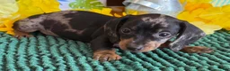 Miniature Dachshund dogs for sale: Poppy - Ad 3