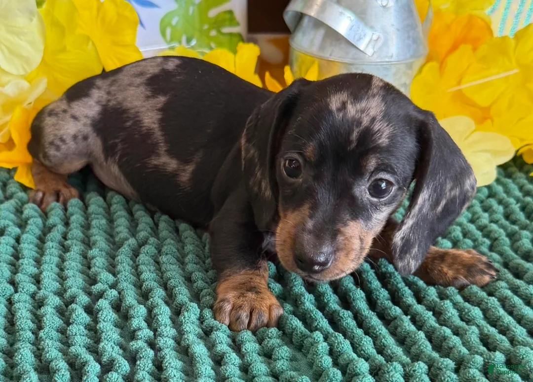 Miniature Dachshund dogs for sale: Poppy - Ad 3