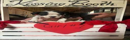 Olde English Bulldogge dogs for sale: Olde English Bulldogge 1 - Ad 9