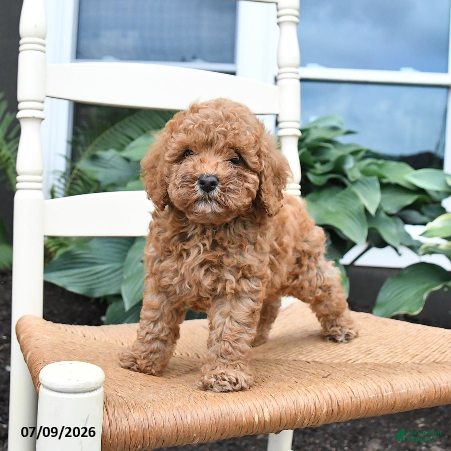 Toy Poodle dogs Nacho - Ad 1