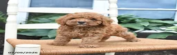 Toy Poodle dogs for sale: Nacho - Ad 1