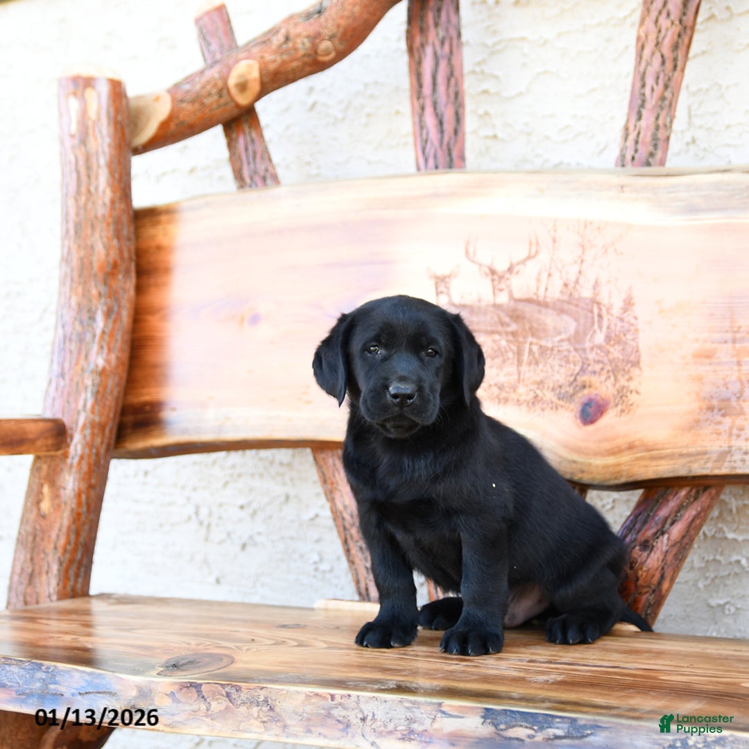 Labrador Retriever dogs for sale: Zootopia - Ad 3