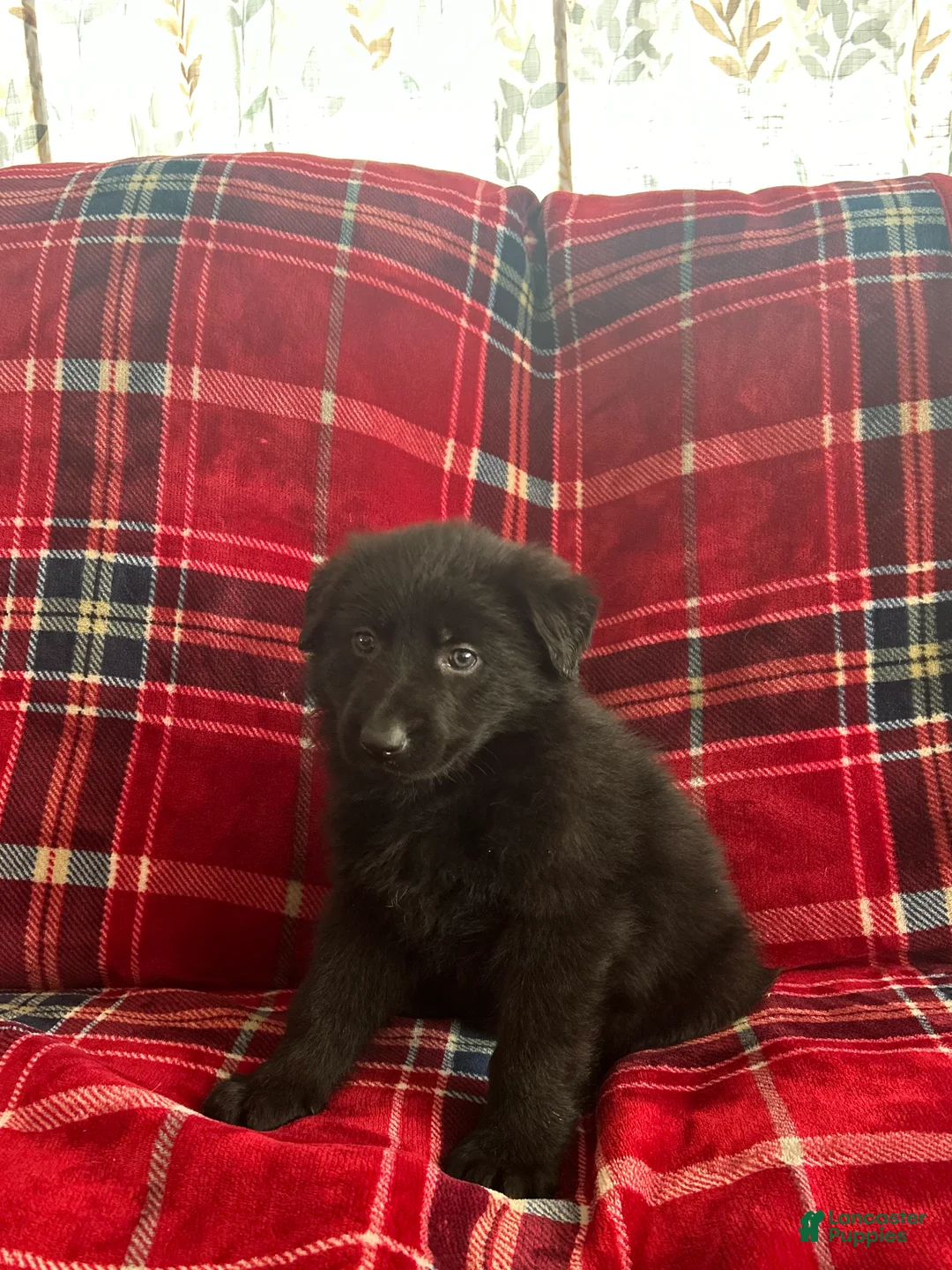 German Shepherd dogs for sale: Cody/Willow Purple - Ad 13