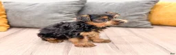 Yorkshire Terrier dogs for sale: Jasper - Ad 4