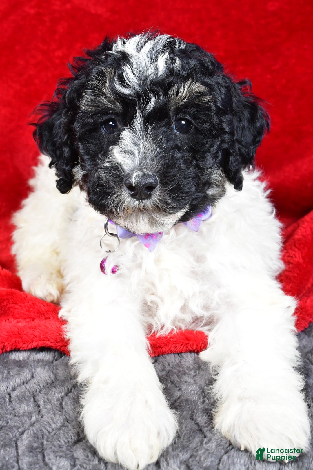 Miniature Poodle dogs for sale: Ernest - Ad 4