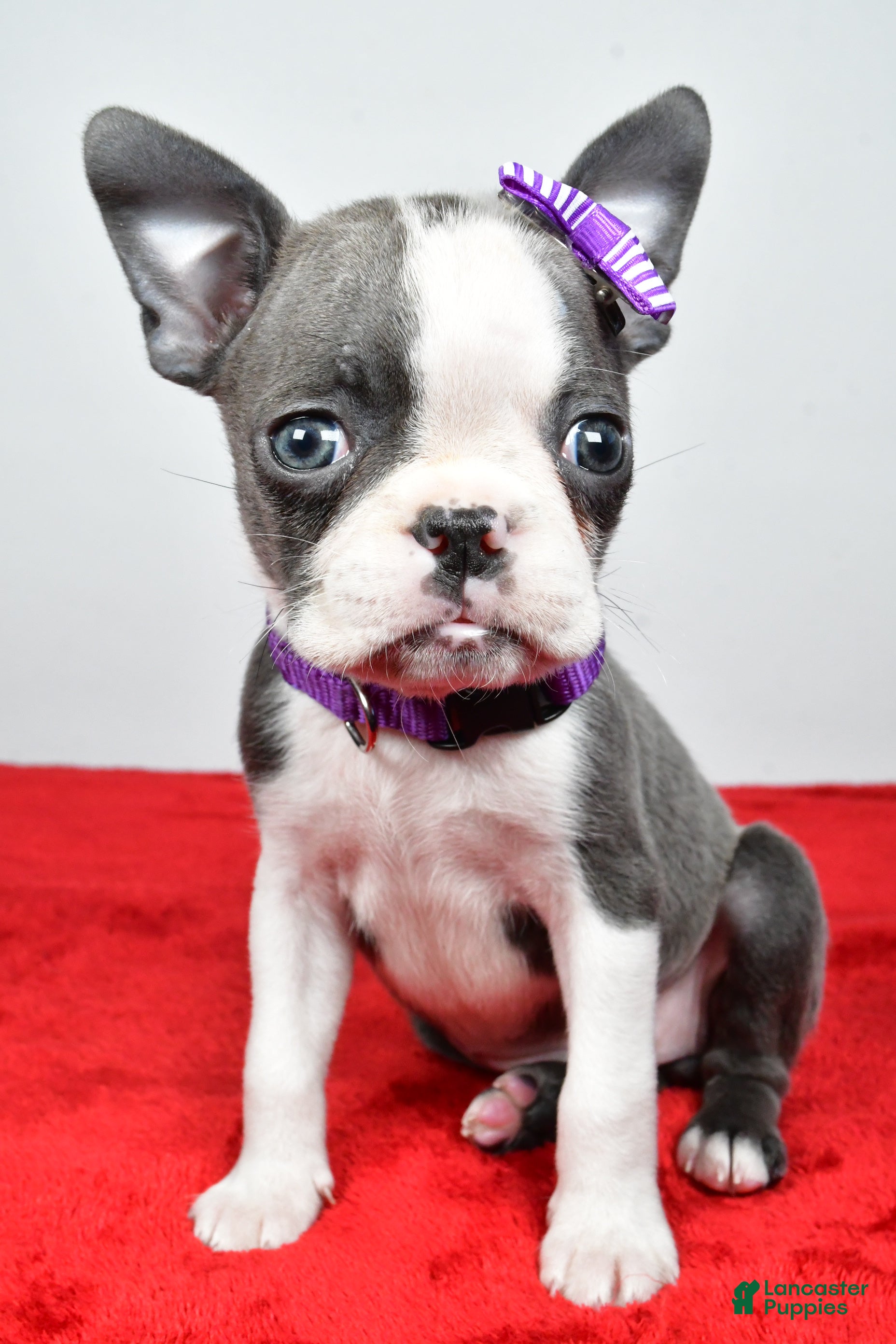 Mixed Breed dogs Lily - Ad 2