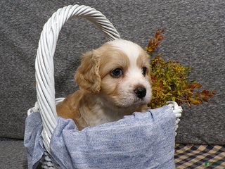 Cavachon dogs - Ad 9
