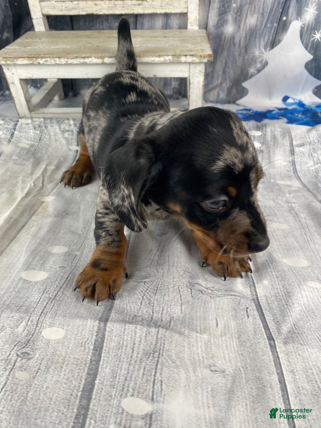 Miniature Dachshund dogs for sale: Clyde - Ad 7