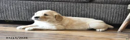 Mixed Breed dogs for sale: Tinker - Ad 5