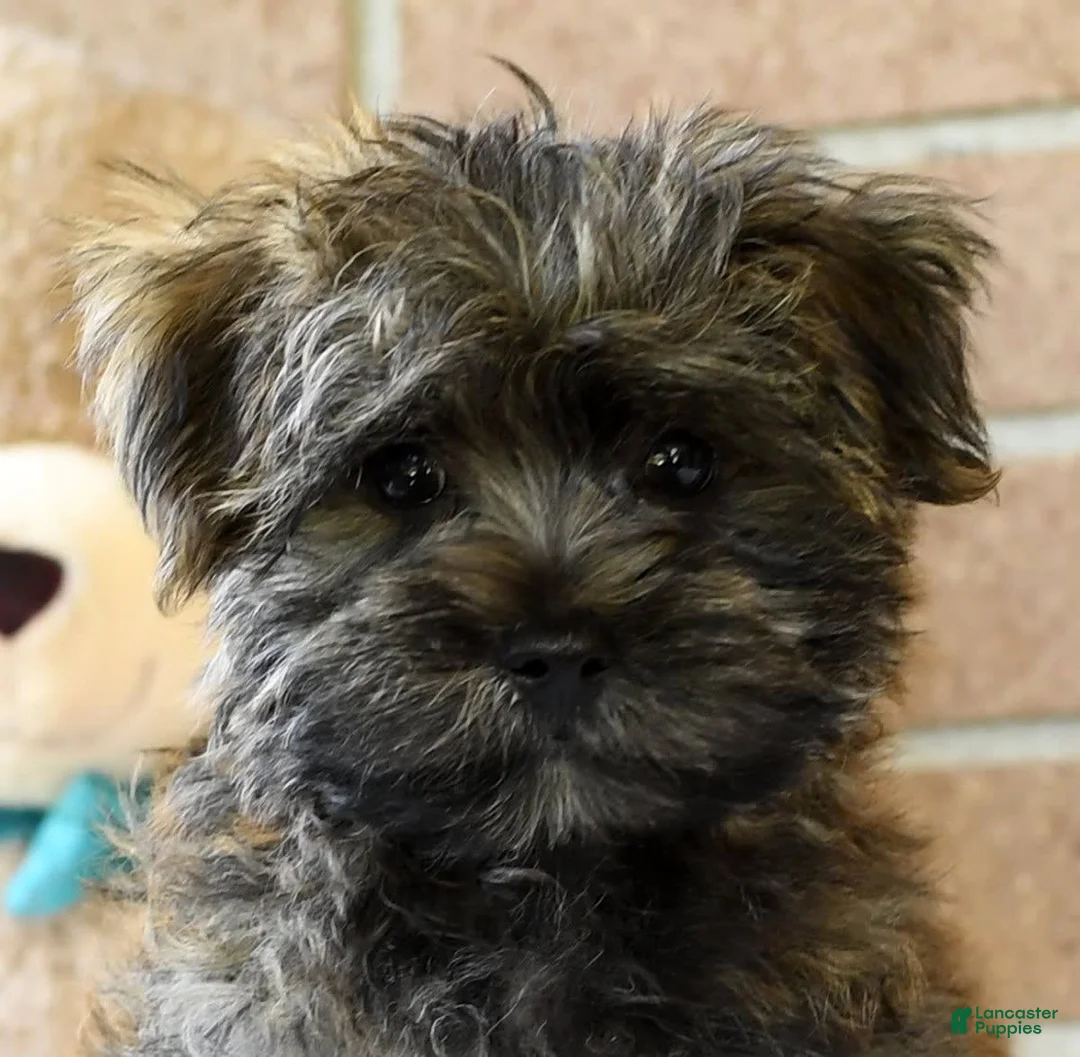 Gallery Image {{count}}