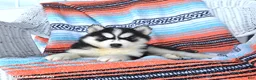 Siberian Husky dogs for sale: Sheila - Ad 4