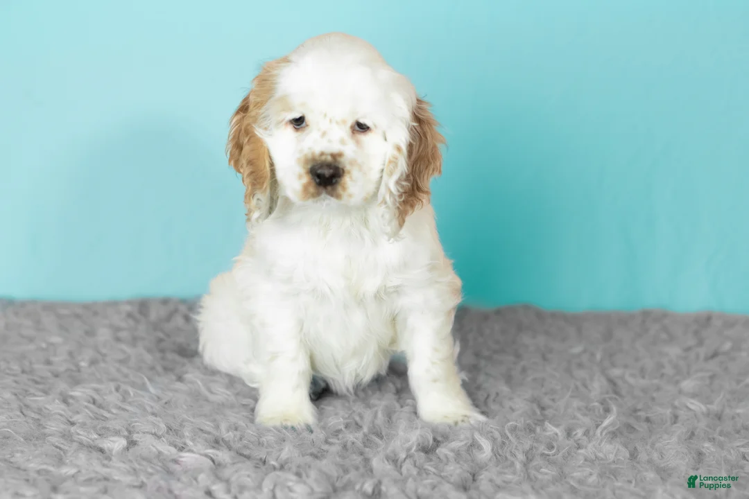 Cocker Spaniel dogs for sale: Wrigley  - Ad 1