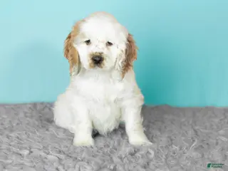 Cocker Spaniel dogs Wrigley - Ad 18