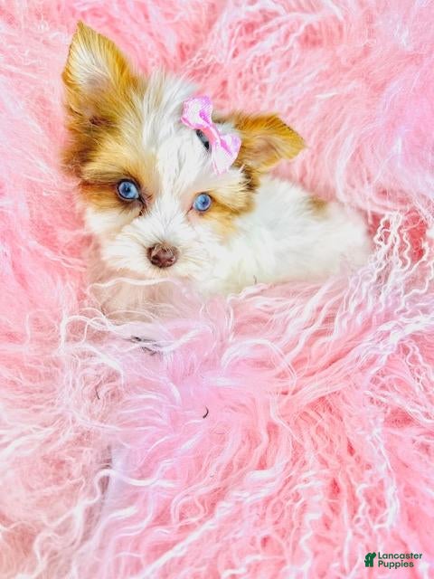 Biewer Terrier dogs Biewer Terrier Puppy 1 - Ad 2