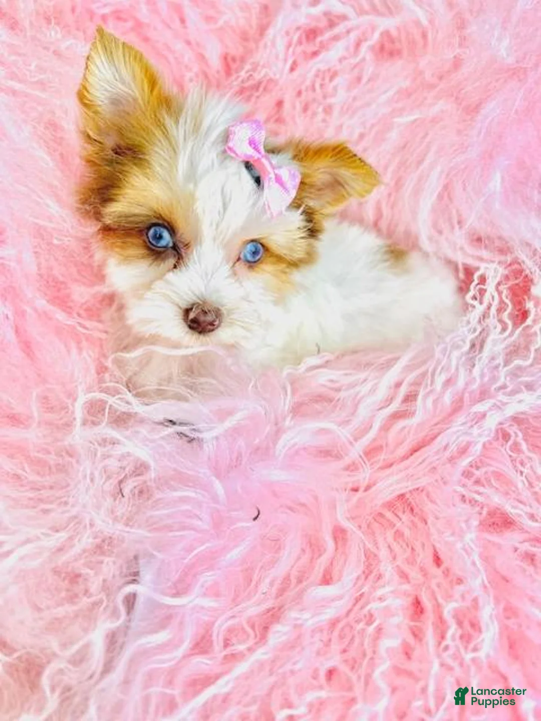 Biewer Terrier dogs for sale: Biewer Terrier Puppy 1 - Ad 2