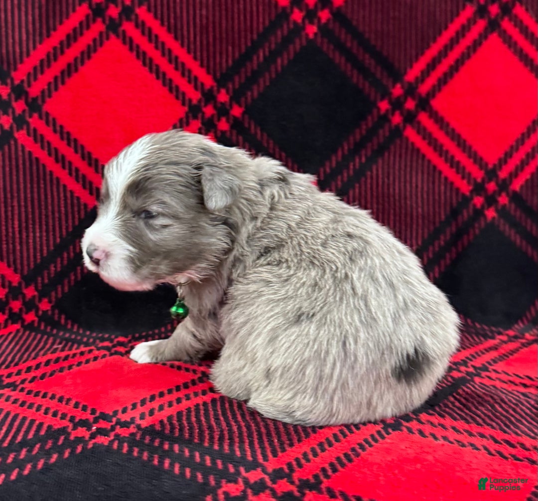 Australian Shepherd dogs for sale: Standard Australian Shepherd Puppy - Lime Green Collar - Ad 6