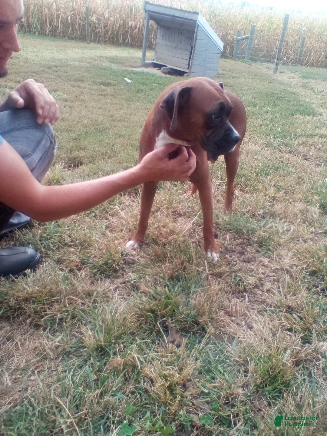 Boxer dogs for sale: Cooper - Ad 5