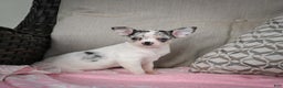 Chihuahua dogs for sale: Bella - Ad 8