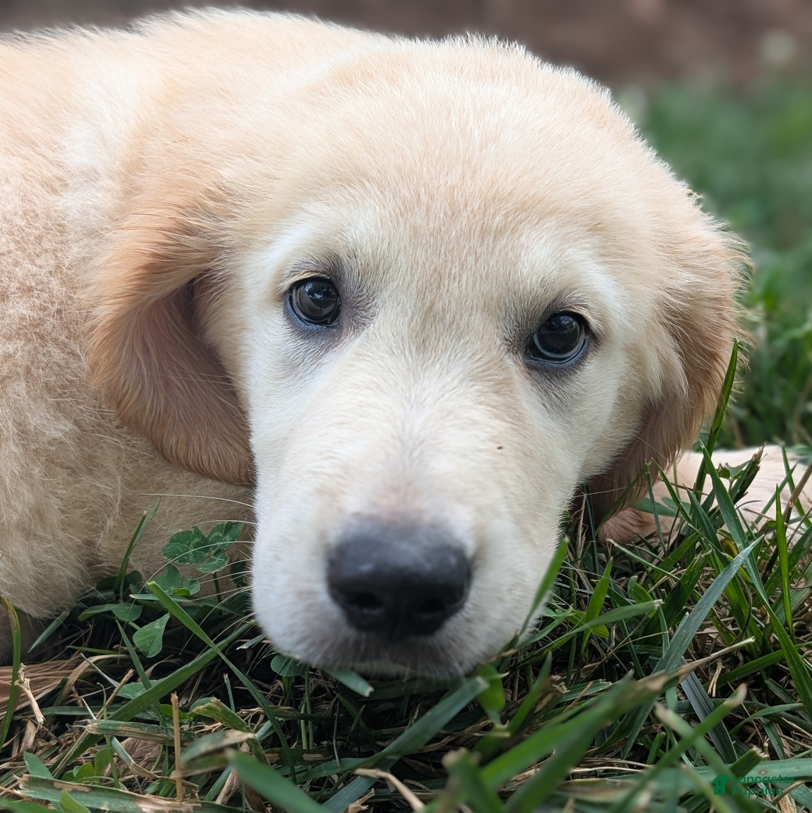 Golden Retriever dogs Cotton Candy - Ad 37