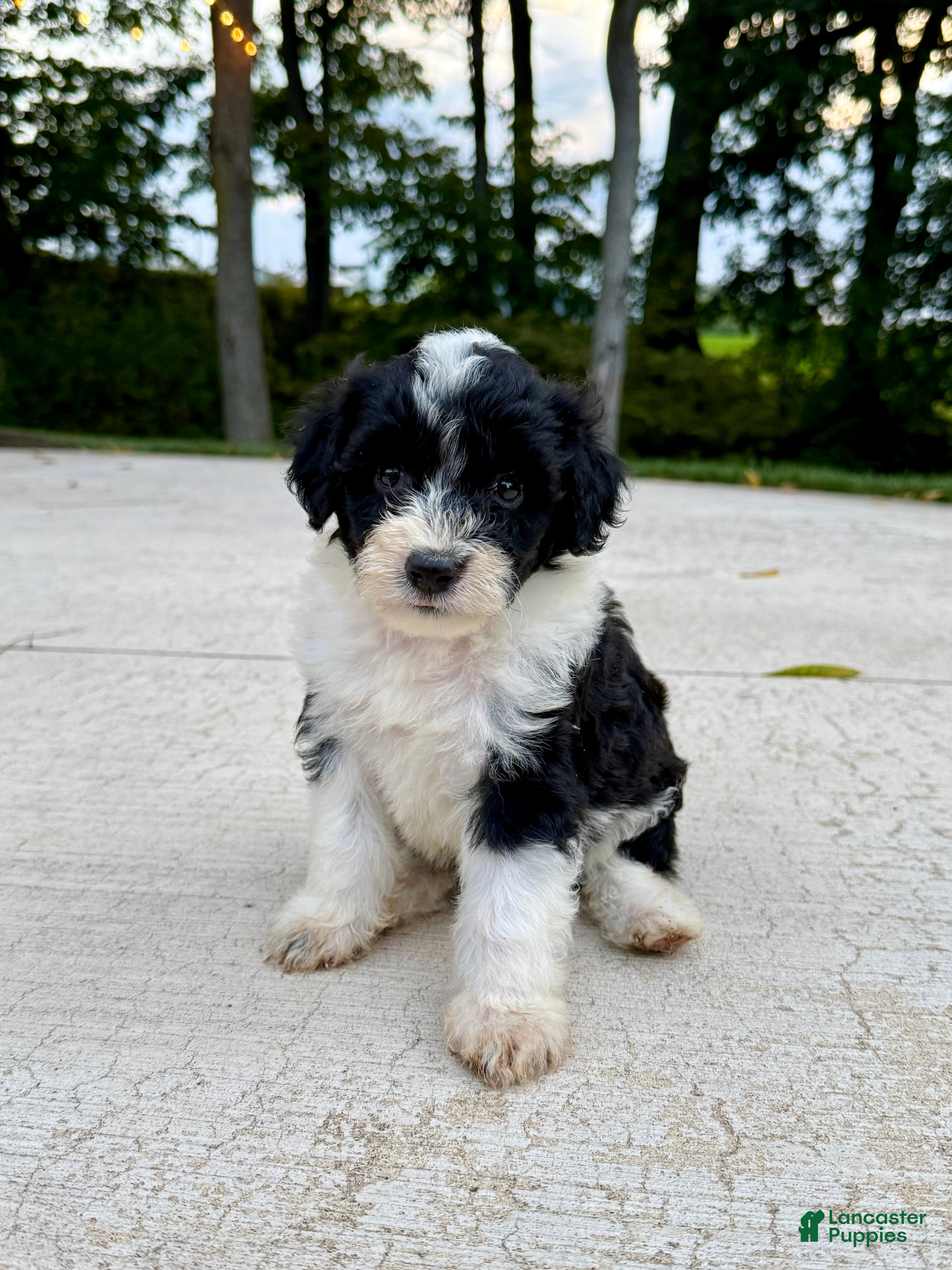 Portuguese Water Dog dogs Belle - Ad 2