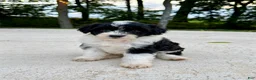 Portuguese Water Dog dogs for sale: Belle - Ad 2