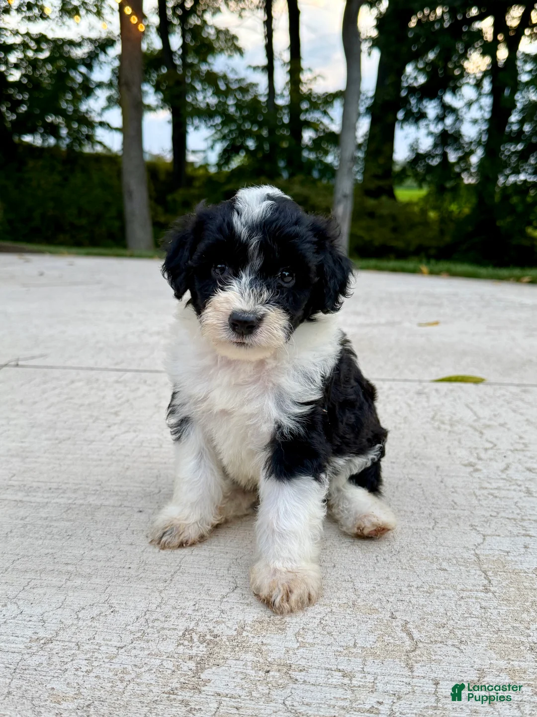 Portuguese Water Dog dogs for sale: Belle - Ad 2