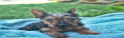 Yorkshire Terrier dogs for sale: Lightning - Ad 3