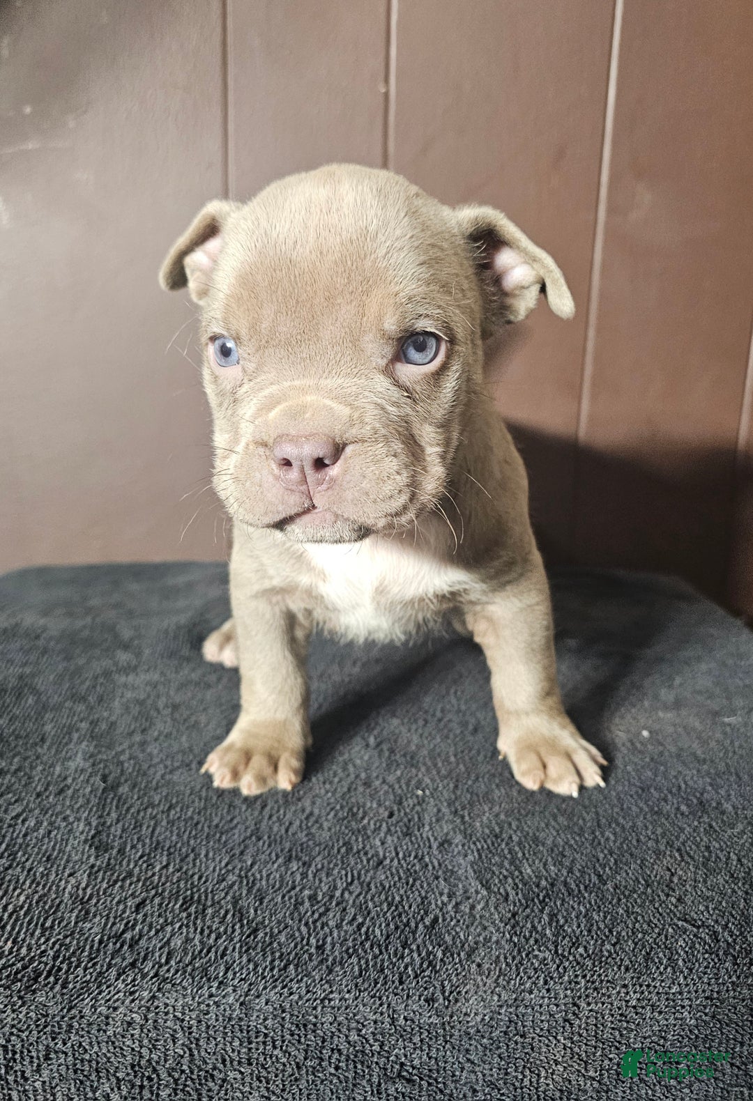 American Bully dogs for sale: Diem - Lilac - Ad 1