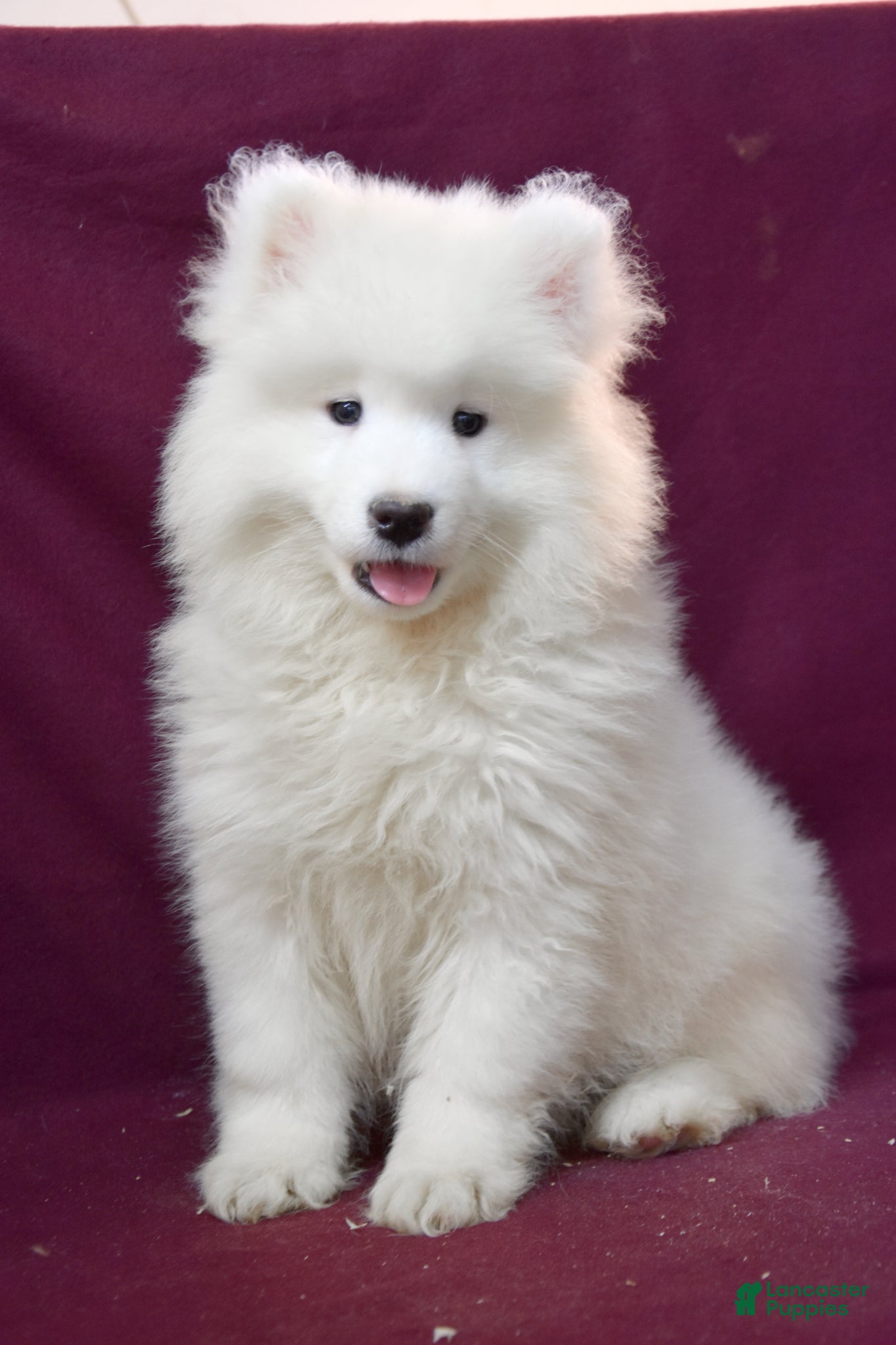 Samoyed dogs Darren - Ad 1