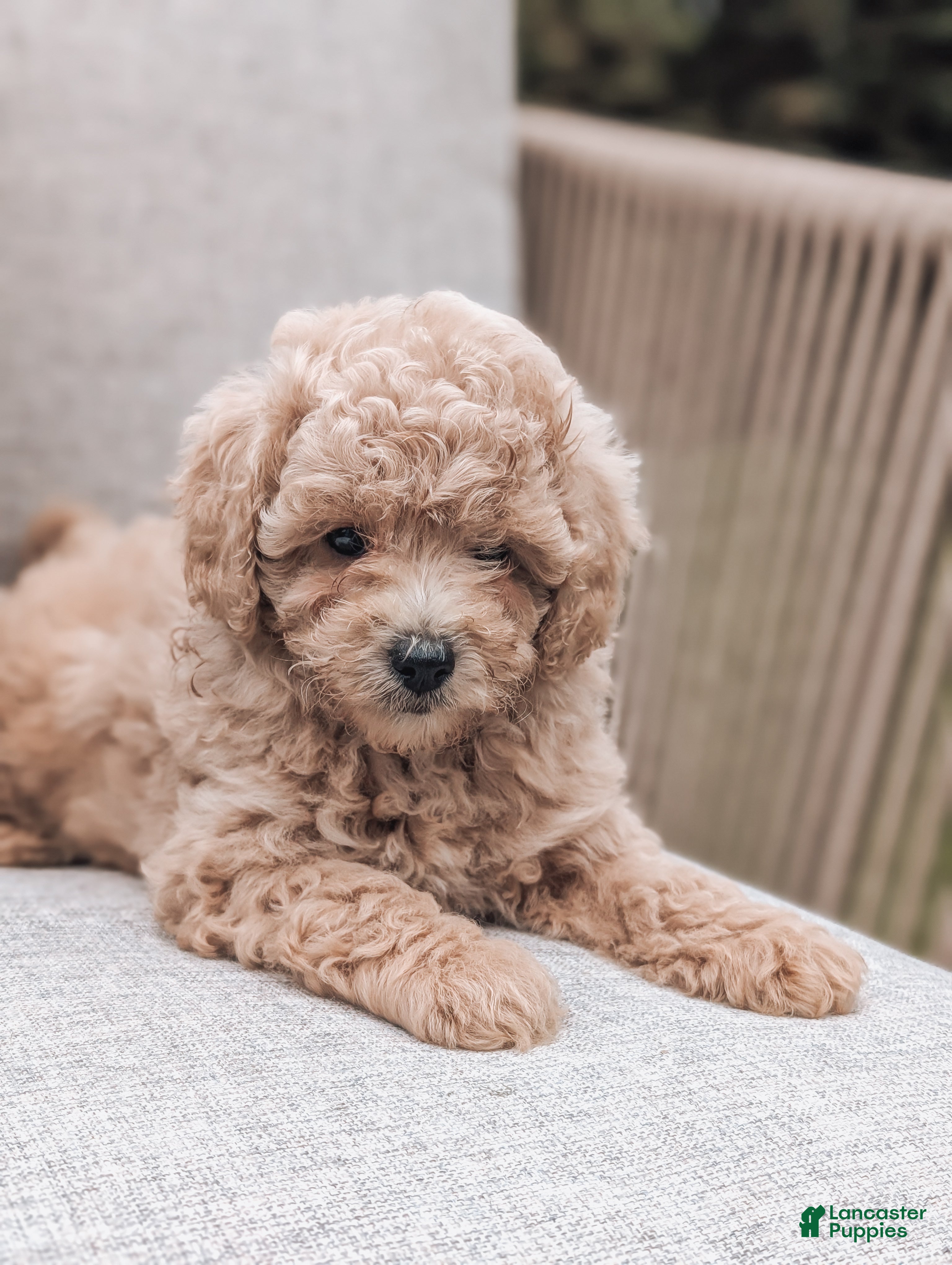 Bichpoo dogs Toby - Ad 1