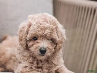 Bichpoo dogs for sale: Toby - Ad 2