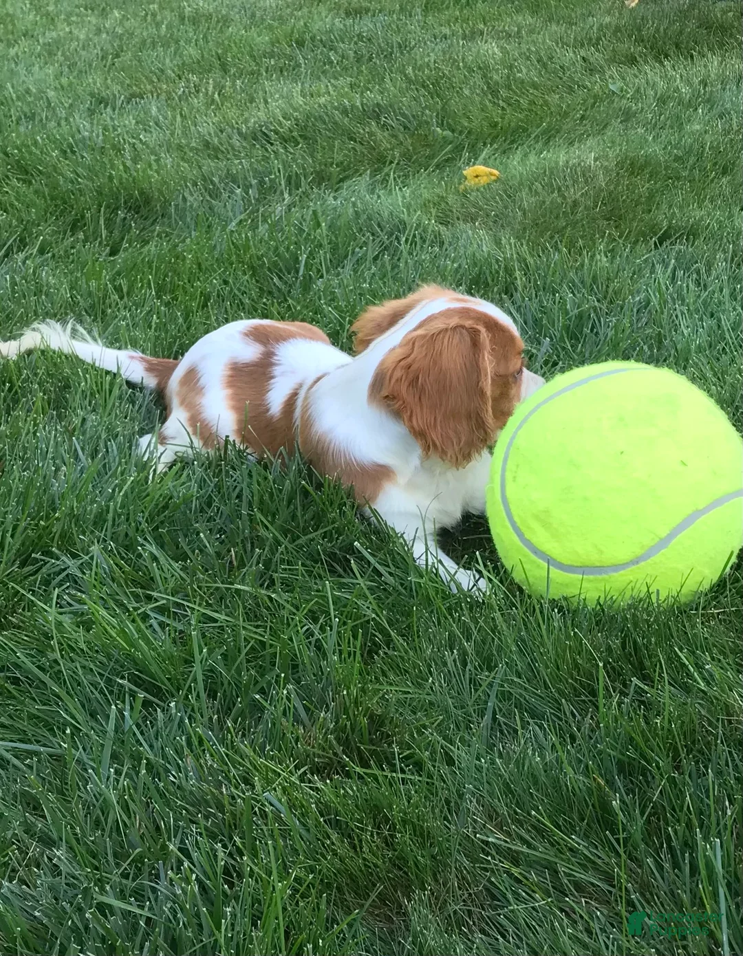Cavalier King Charles Spaniel dogs for sale: Cavalier King Charles Spaniel 1 - Ad 12