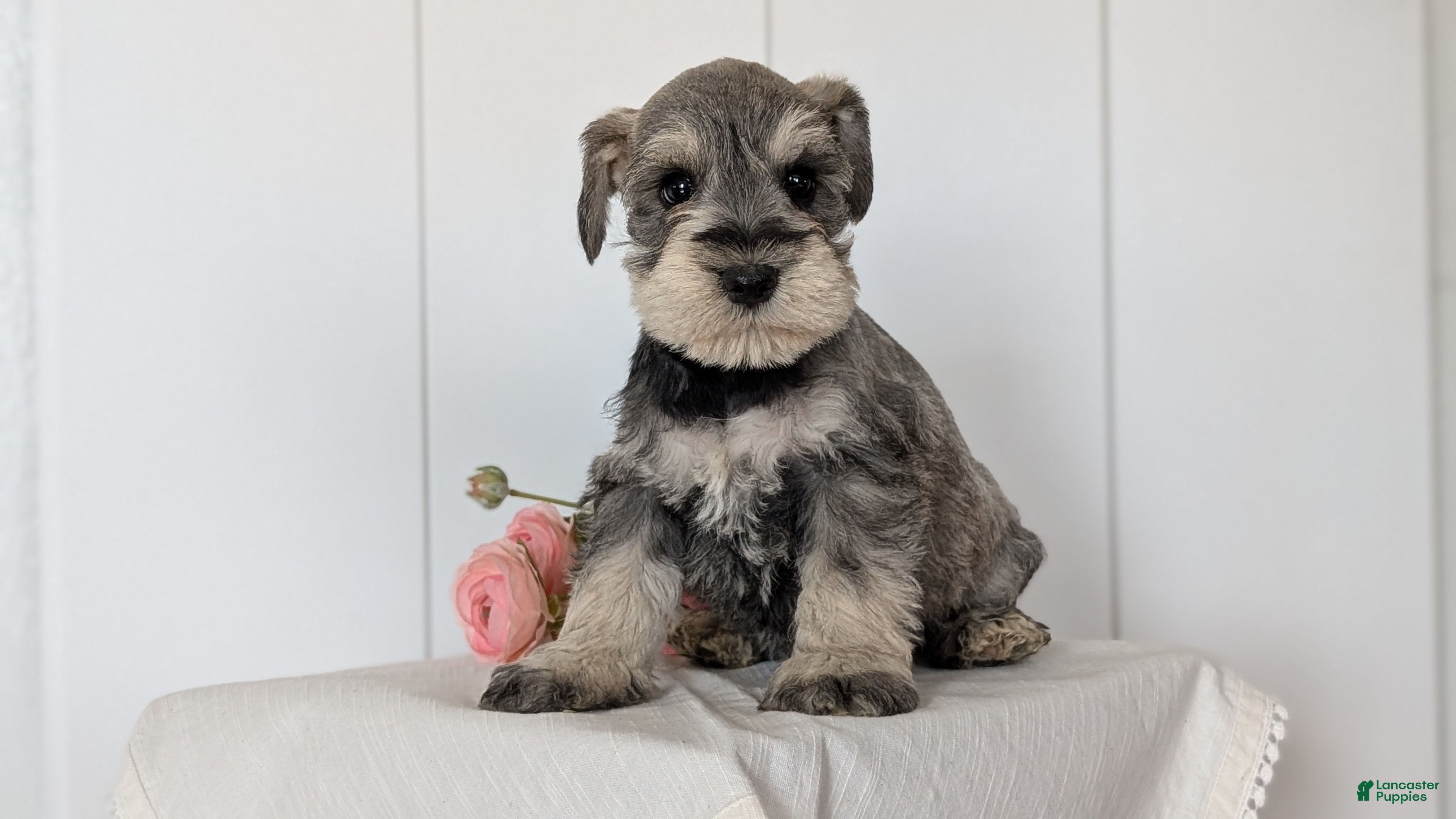 Miniature Schnauzer dogs Benji - Ad 2