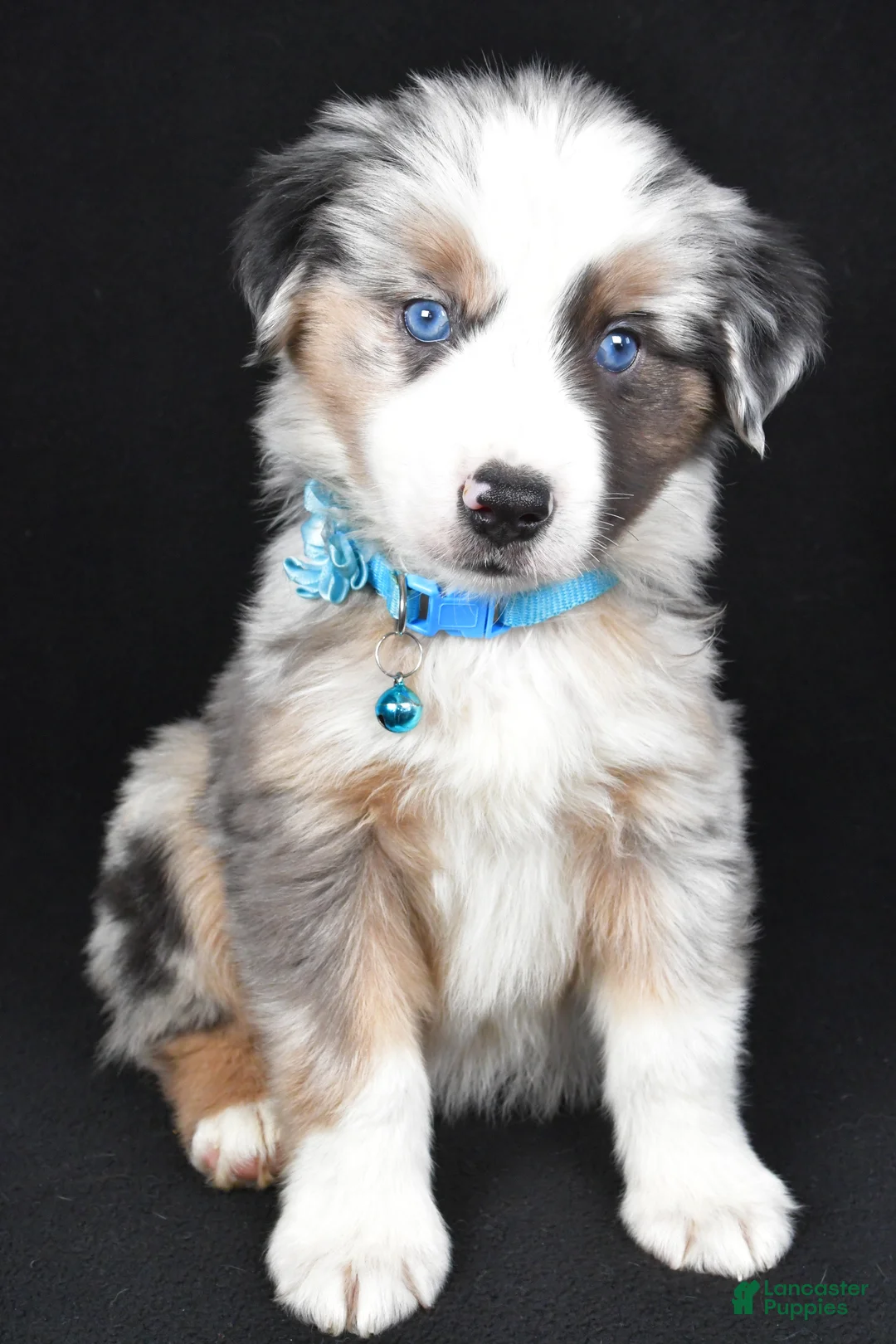 Miniature Australian Shepherd dogs for sale: Oscar - Ad 10