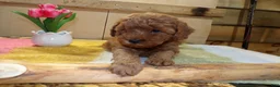 Mini Goldendoodle dogs for sale: Mini Goldendoodle Puppy 3 Patty - Ad 1