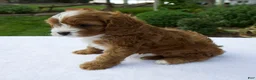 Cavapoo dogs for sale: Raven - Ad 3