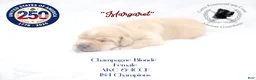 Cane Corso dogs for sale: "Margaret" - Ad 2