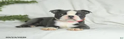 Boston Terrier dogs for sale: Cookie - Ad 3