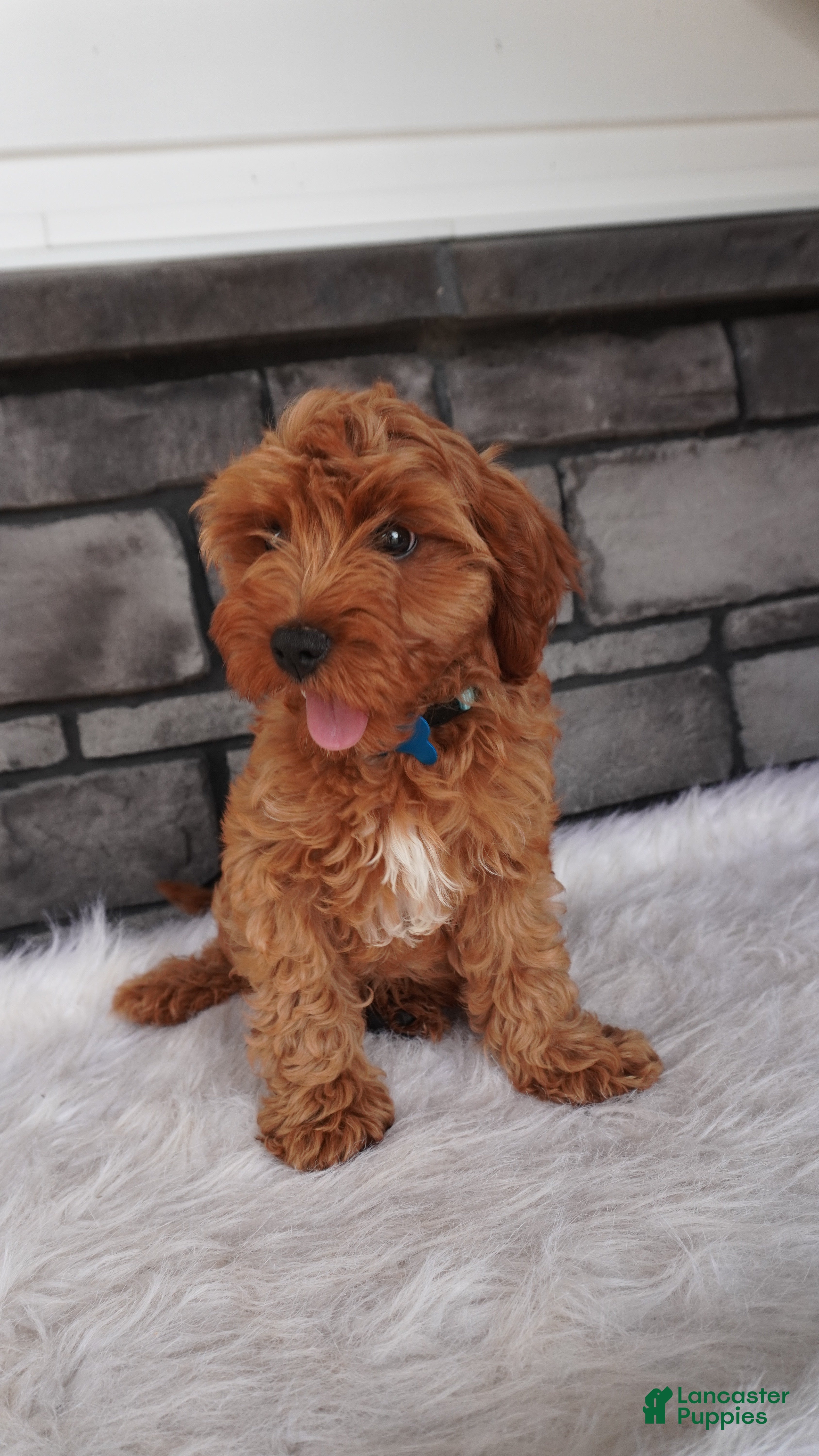 Cavapoo dogs Rover  - Ad 2
