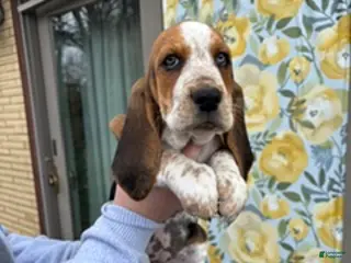Basset Hound dogs for sale: Basset Hound Puppy 1: Gold - Ad 4