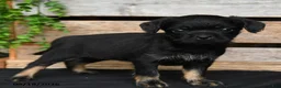 Mixed Breed dogs for sale: Tiffany - Ad 4